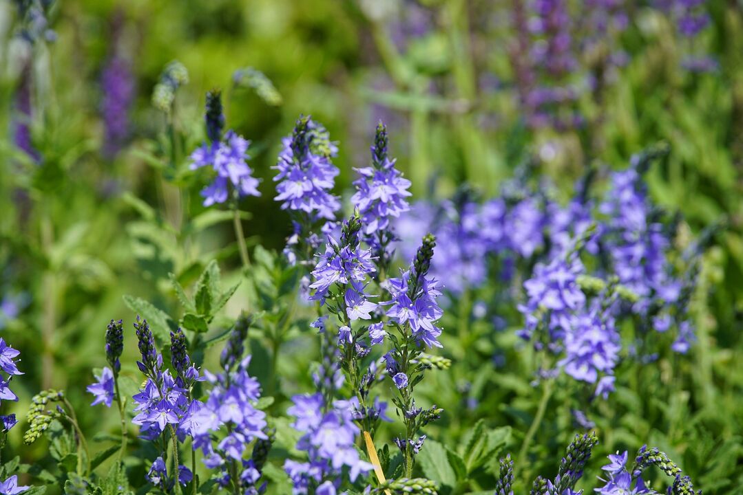 Plante Veronica pour traiter les champignons