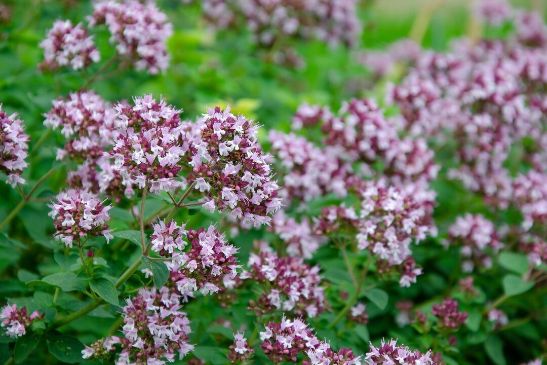 plante d'origan pour le traitement de la candidose